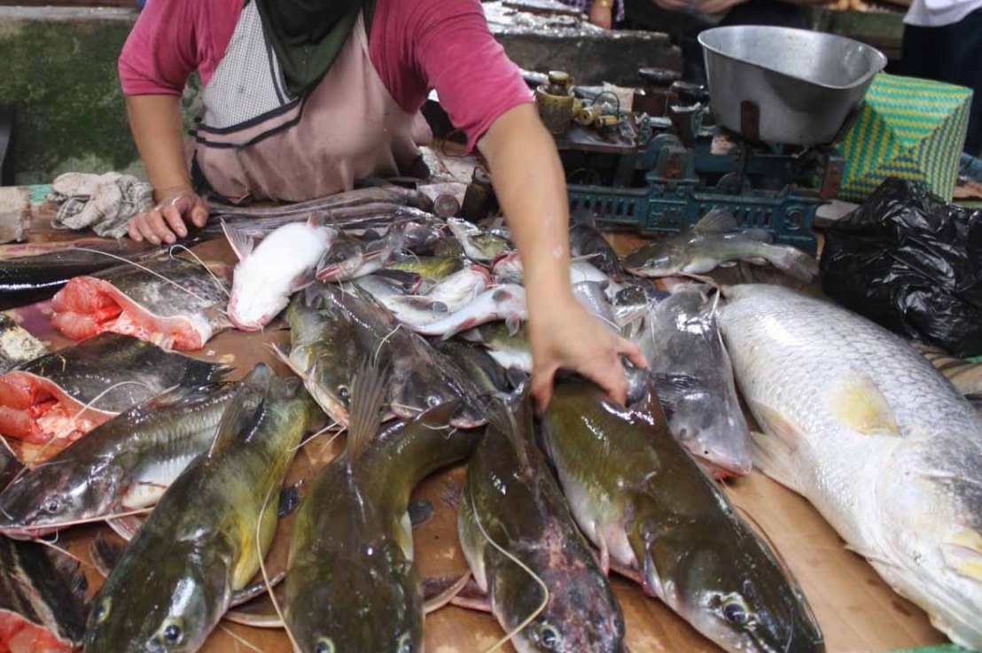 Cara Membuat Kolam Ikan Lele Jual Kolam Terpal Bulat Siap Pakai Murah